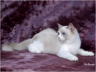 Ragdoll - Aruak Rag Holly