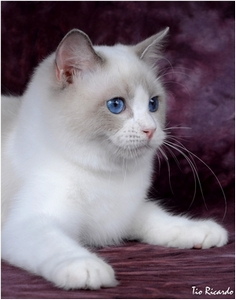 Ragdoll - Aruak Rag Holly - Foto 03