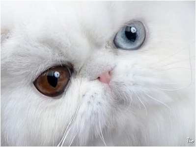 Persa - DZara Aira Bella - Foto 02