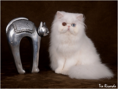 Persa - DZara Aira Bella - Foto 03