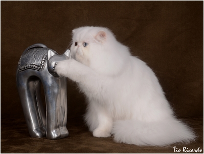 Persa - DZara Aira Bella - Foto 04