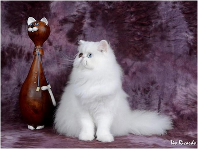 Persa - DZara Aira Bella - Foto 05