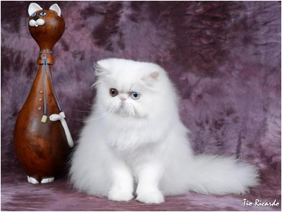 Persa - DZara Aira Bella - Foto 06