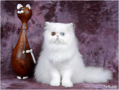 Persa - DZara Aira Bella - Foto 07