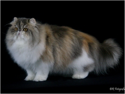 Persa - Aruak Adele - Foto 03