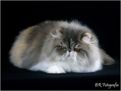 Persa - Aruak Adele - Foto 05