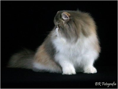 Persa - Aruak Adele - Foto 06