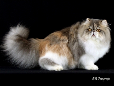 Persa - Aruak Adele - Foto 07