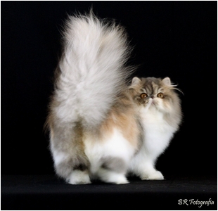 Persa - Aruak Adele - Foto 08