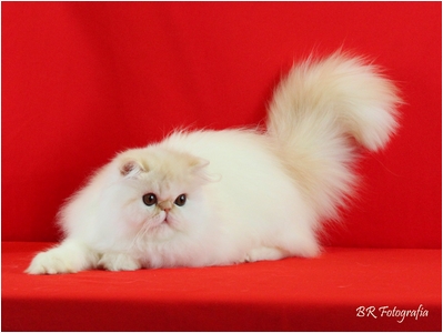 Persa - Ark Star Mr Sunshine - Foto 02