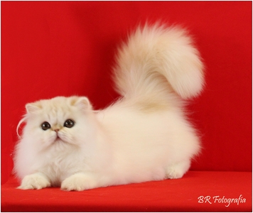 Persa - Ark Star Mr Sunshine - Foto 03