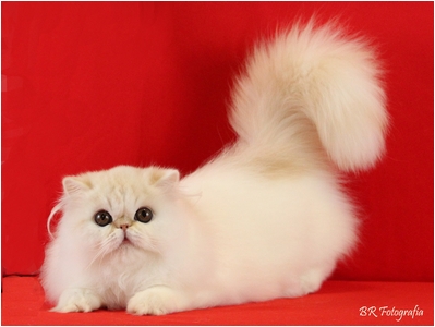 Persa - Ark Star Mr Sunshine - Foto 04