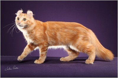 American Curl -  BR* Aruak Curl Mereen