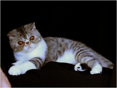 Persa - ES*Dona Lollita del Amor Brujo - Foto 02