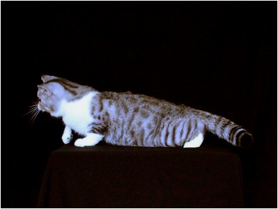 Persa - ES*Dona Lollita del Amor Brujo - Foto 03