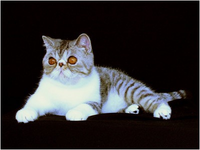 Persa - ES*Dona Lollita del Amor Brujo - Foto 04