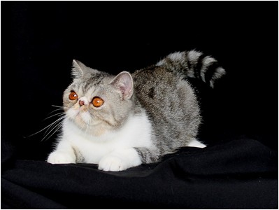 Persa - ES*Dona Lollita del Amor Brujo - Foto 05