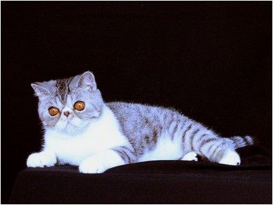 Persa - ES*Dona Lollita del Amor Brujo - Foto 06