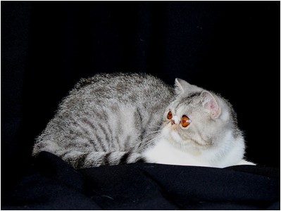 Persa - ES*Dona Lollita del Amor Brujo - Foto 07