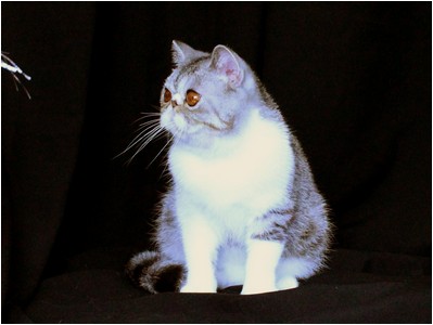 Persa - ES*Dona Lollita del Amor Brujo - Foto 08