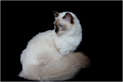 Ragdoll - BR* Aruak Rag Hazel