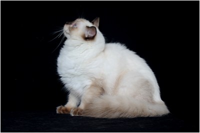 Ragdoll - BR* Aruak Rag Hazel - Foto 03