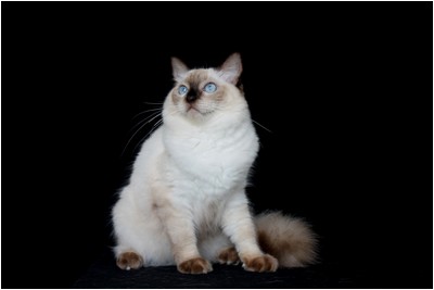 Ragdoll - BR* Aruak Rag Hazel - Foto 04