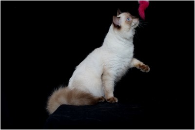 Ragdoll - BR* Aruak Rag Hazel - Foto 06