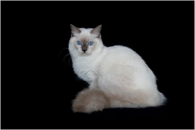 Ragdoll - BR* Aruak Rag Hanah