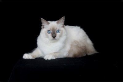 Ragdoll - BR* Aruak Rag Hanah - Foto 02