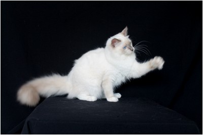 Ragdoll - BR* Aruak Rag Hanah - Foto 03