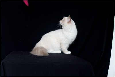 Ragdoll - BR* Aruak Rag Hanah - Foto 04