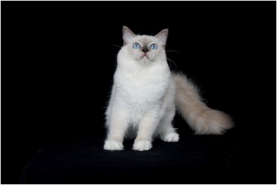 Ragdoll - BR* Aruak Rag Hanah - Foto 05