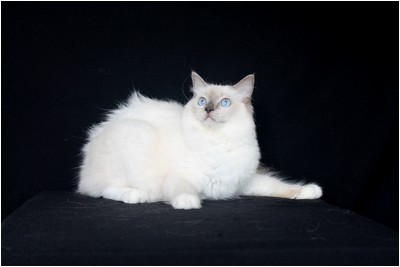 Ragdoll - BR* Aruak Rag Hanah - Foto 06