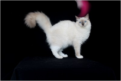 Ragdoll - BR* Aruak Rag Hanah - Foto 07