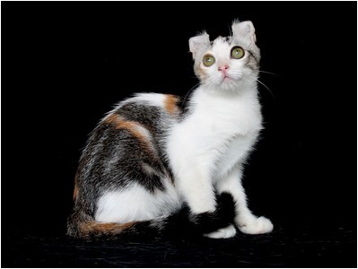 American Curl - BR* Aruak Curl Kamille