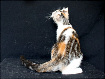 American Curl - BR* Aruak Curl Kamille - Foto 08