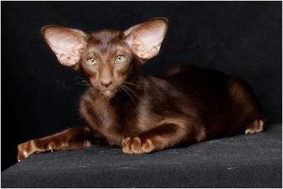 Siames - NL* Sweet Cat`s No Doubt
