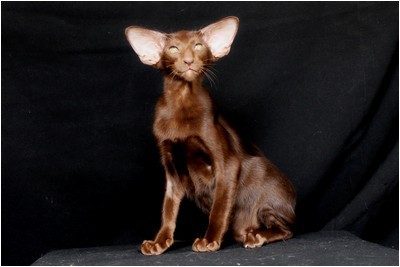 Siames - NL* Sweet Cat`s No Doubt - Foto 02