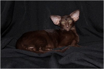 Siames - NL* Sweet Cat`s No Doubt - Foto 03