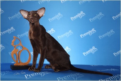 Siames - NL* Sweet Cat`s No Doubt - Foto 04