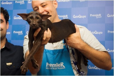 Siames - NL* Sweet Cat`s No Doubt - Foto 07