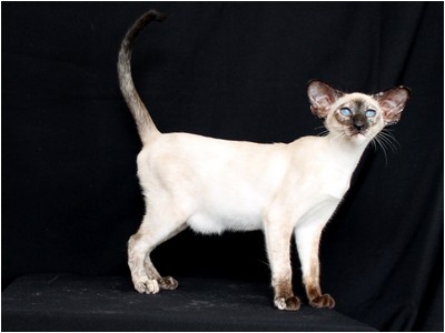 Siames - DE* Calenacat´s Saba - Foto 05