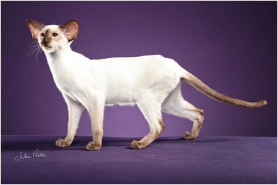 Siames - DE* Calenacat´s Suzie Q, JW