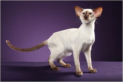 Siames - DE* Calenacat´s Suzie Q, JW - Foto 02