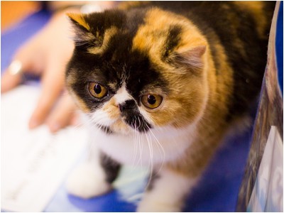 Persa - BR* Aruak Zot Goya - Foto 03