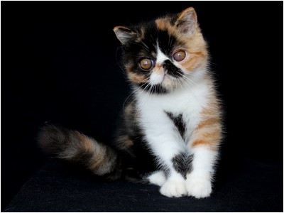 Persa - BR* Aruak Zot Goya - Foto 06