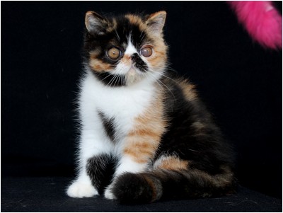 Persa - BR* Aruak Zot Goya - Foto 08