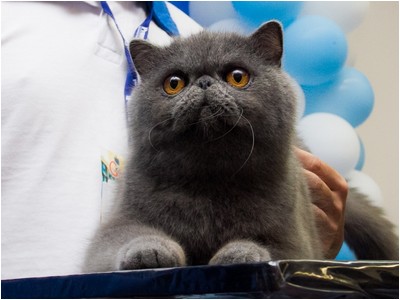 Persa - ES* Principe Yoda De Sierra Segura - Foto 02