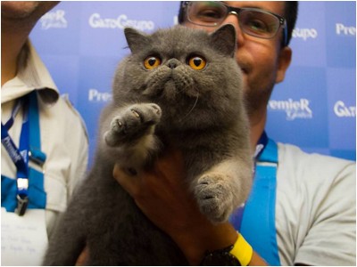 Persa - ES* Principe Yoda De Sierra Segura - Foto 03